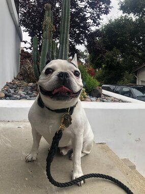 FOUND MY ANIMAL Nantucket Up-Cycled Rope Dog Leash & Collar